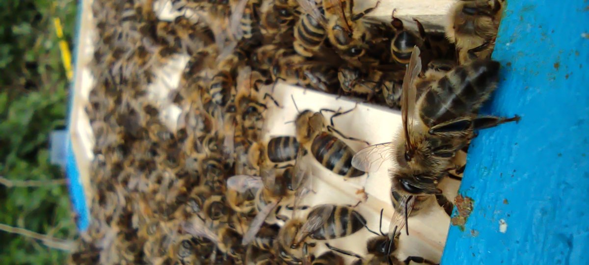 Abeilles sur un cadre de ruche