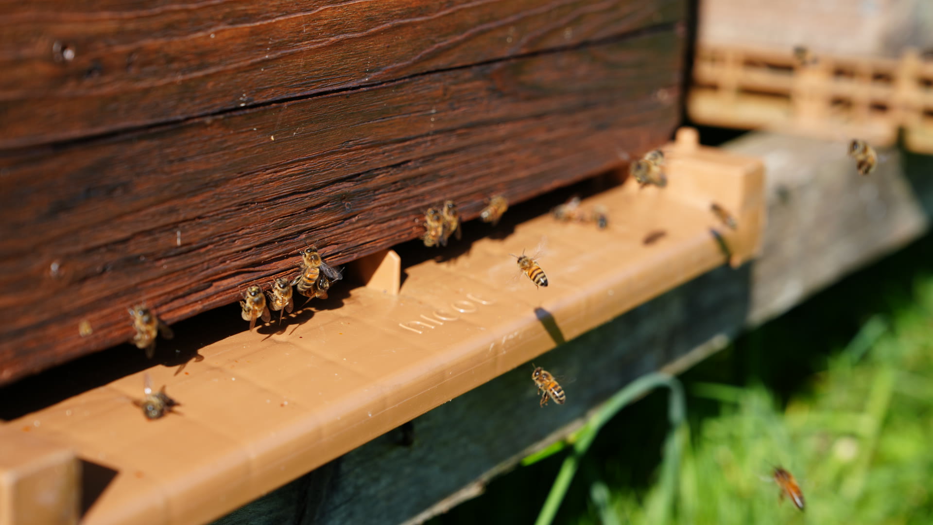 Abeilles à l'entrée d'une ruche