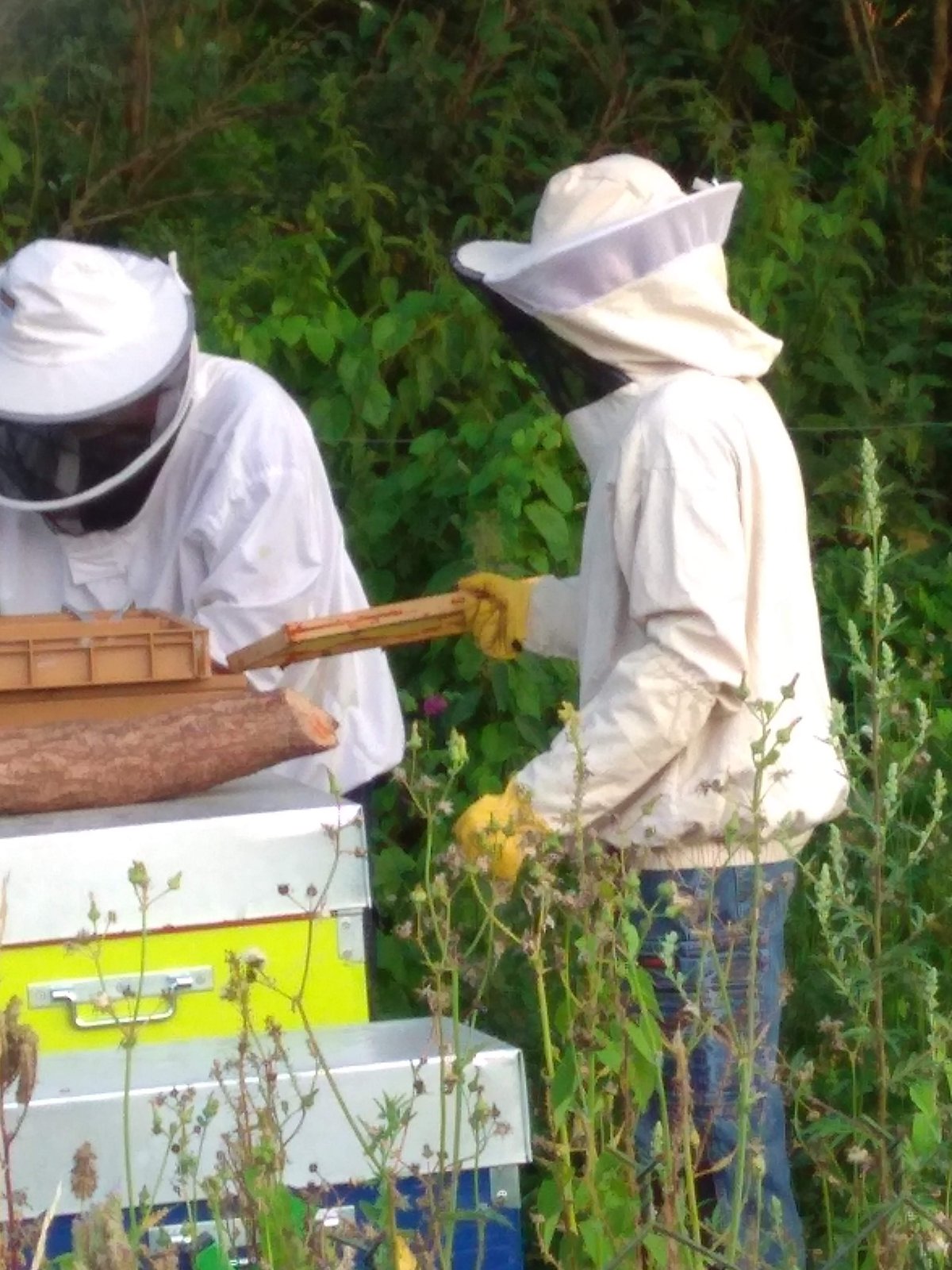 Apiculteur au travail