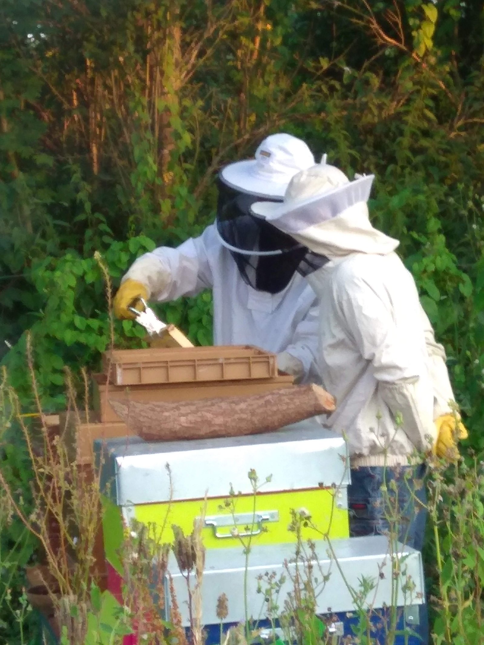 Apiculteurs au travail dans la verdure